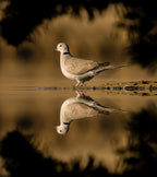 dove Poster och Canvastavla