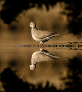 dove Poster och Canvastavla