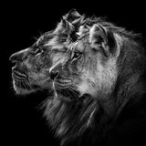 Lion and  lioness portrait Poster och Canvastavla