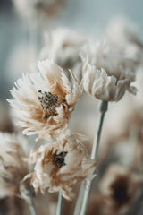 Dry Pastel Flowers No 3 Poster och Canvastavla