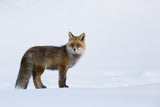 Red fox Poster och Canvastavla