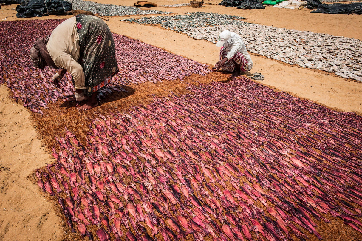 The Fishermen of Negombo, Sri Lanka - A life of Sacrifice © Nora de Angelli / www.noraphotos.com Poster och Canvastavla