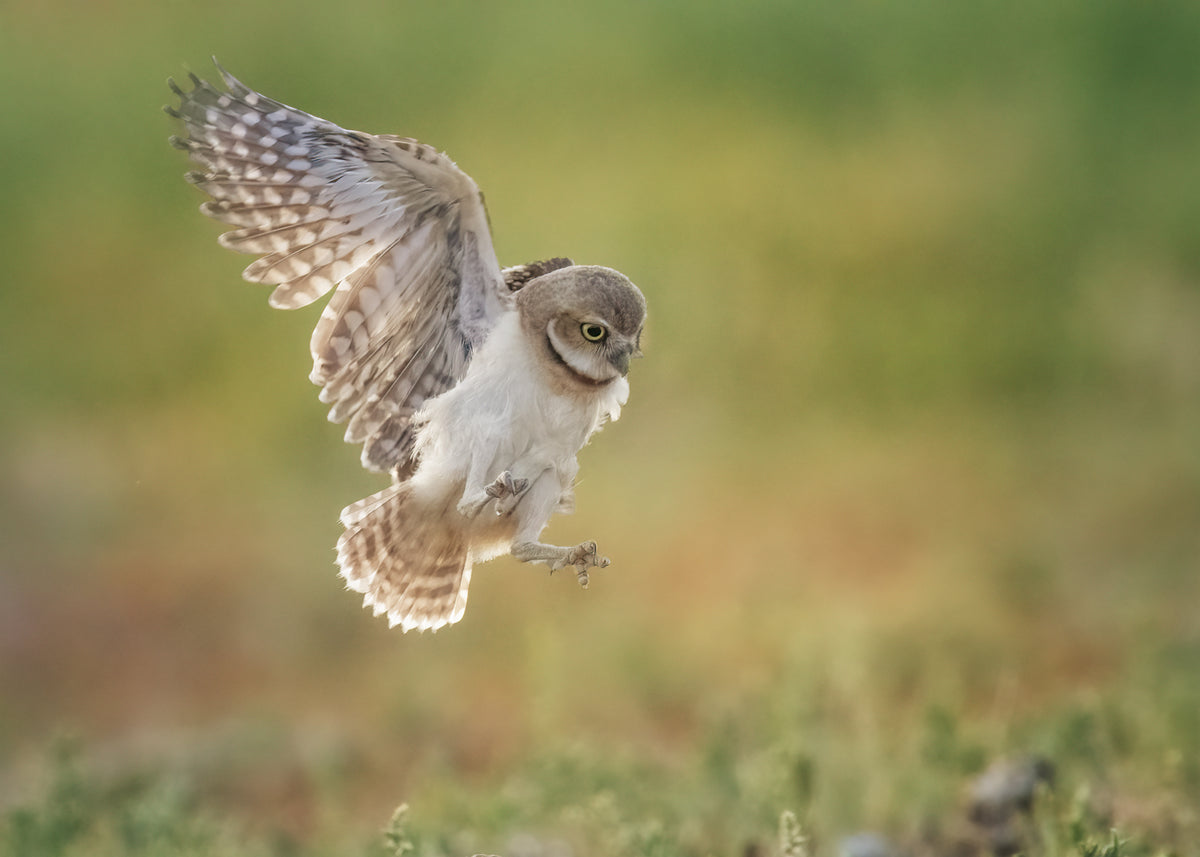 Burrowing owl Poster och Canvastavla