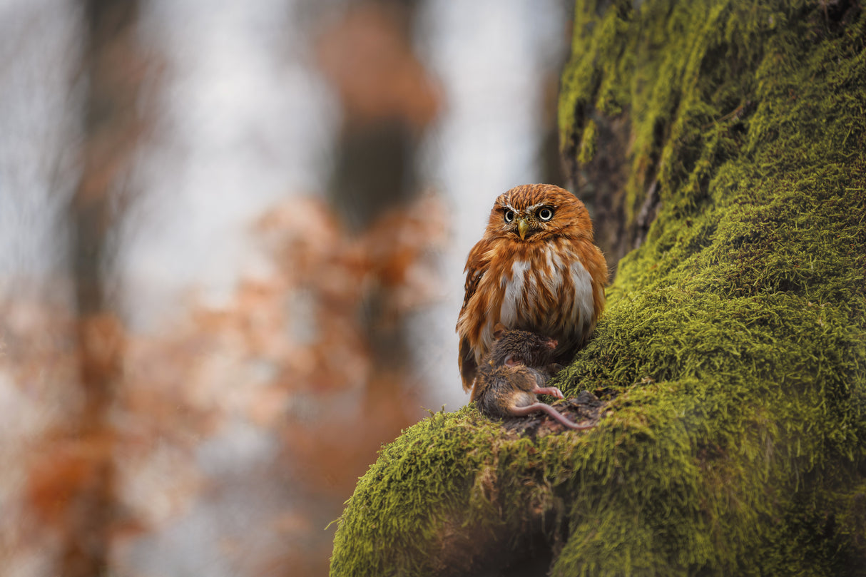 Pygmy owl Poster och Canvastavla