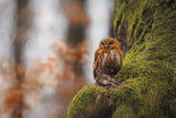 Pygmy owl Poster och Canvastavla