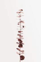 Eucalyptus Copper No 01 Poster och Canvastavla