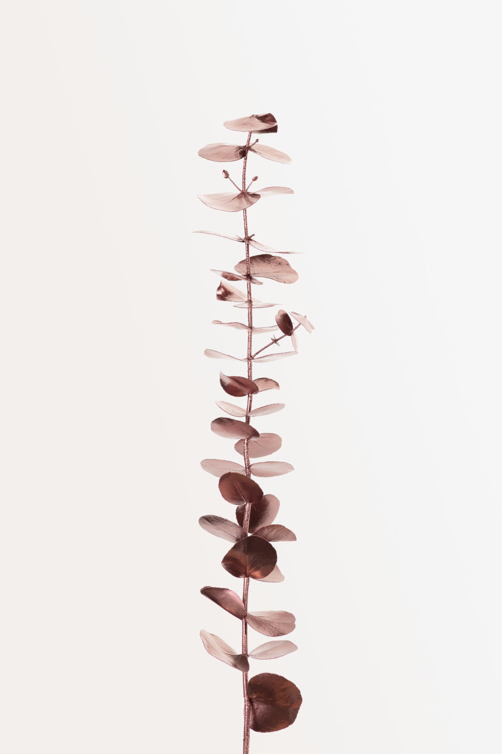 Eucalyptus Copper No 01 Poster och Canvastavla