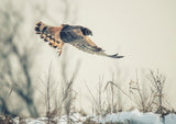 Hen harrier hunting in winter Poster och Canvastavla