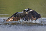 Osprey in hunting Poster och Canvastavla