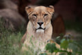 LIONESS (BERBER) Poster och Canvastavla