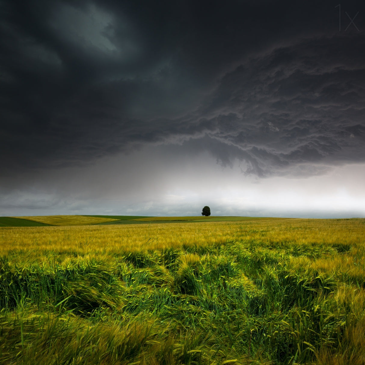 Sommergewitter Poster och Canvastavla