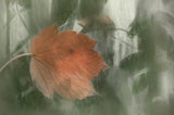 lonely leaf Poster och Canvastavla
