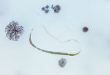 Guardians of a Winter pond Poster och Canvastavla