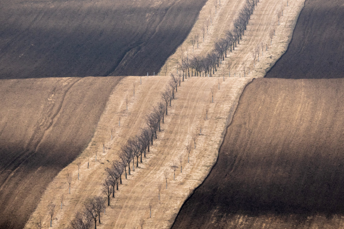 Moravian fields Poster och Canvastavla