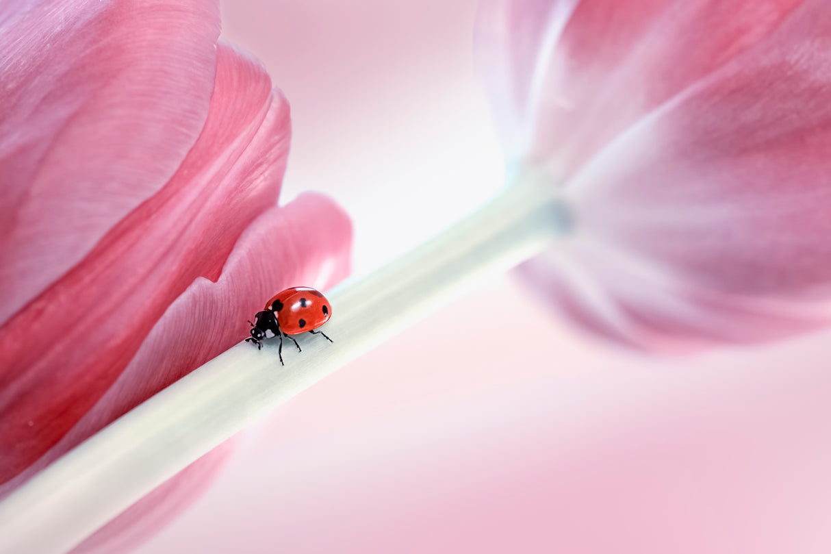Ladybug Poster och Canvastavla
