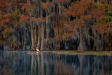 The swamp in autumn Poster och Canvastavla