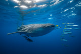 Tuna Shoal and whale shark Poster och Canvastavla