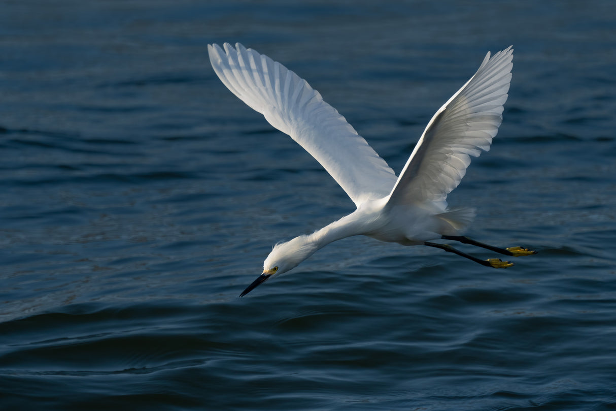 Gliding over the Ocean Poster och Canvastavla