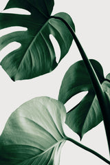 Monstera Natural 42 Poster och Canvastavla