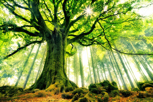 Ponthus' Beech Poster och Canvastavla