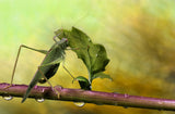 Is it still raining...? Poster och Canvastavla
