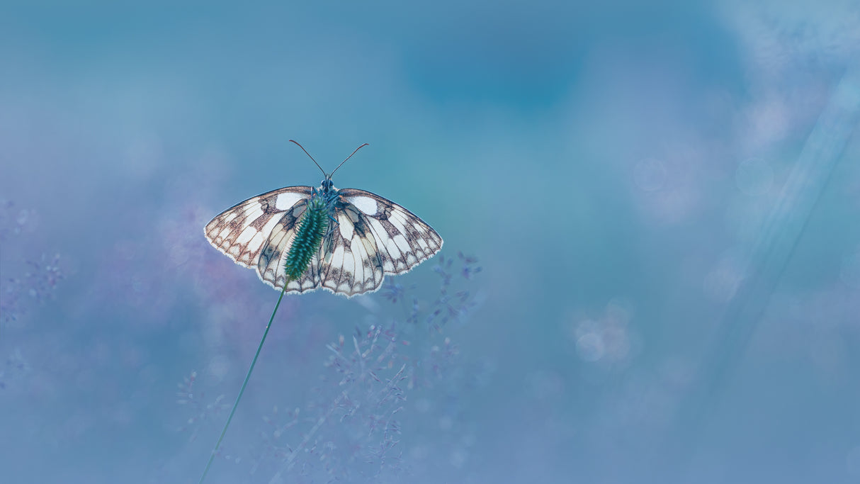 Marbled white Butterfly Poster och Canvastavla