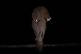 Alone in the dark Poster och Canvastavla