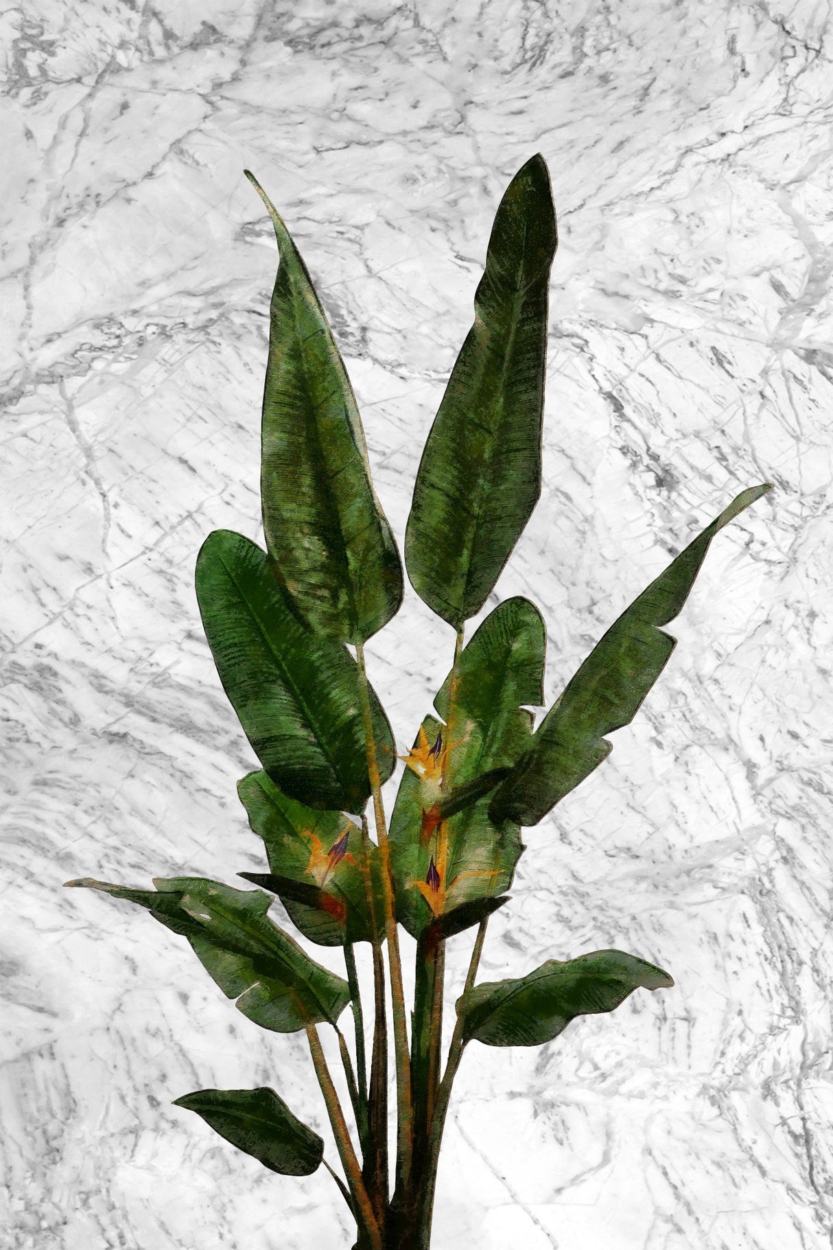 Bird of Paradise Plant on Marble Wall Poster och Canvastavla