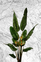 Bird of Paradise Plant on Marble Wall Poster och Canvastavla