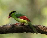 Green Magpie Poster och Canvastavla