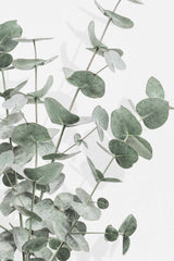 Eucalyptus_003 Poster och Canvastavla