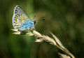 Polyommatus amandus Poster och Canvastavla
