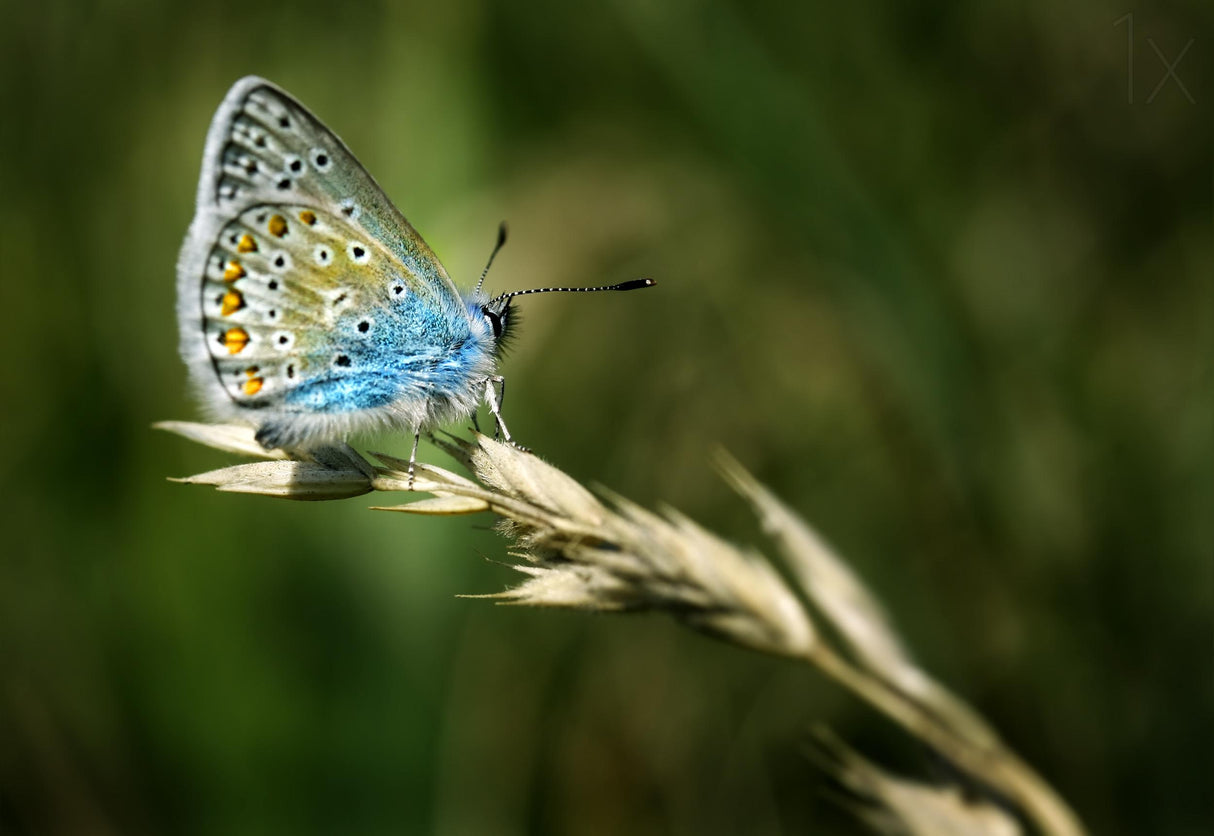 Polyommatus amandus Poster och Canvastavla