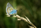 Polyommatus amandus Poster och Canvastavla