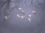 Sandhill cranes in foggy morning Poster och Canvastavla