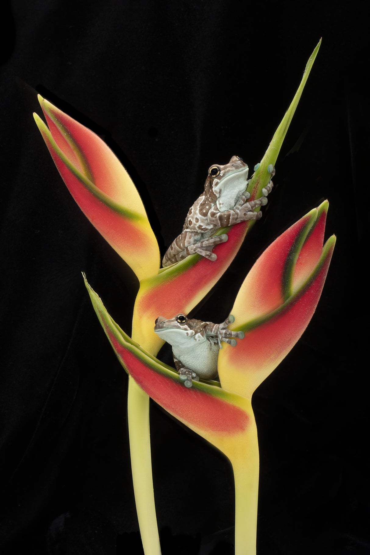 Amazon Milk Frogs on Tropical Stem Poster och Canvastavla