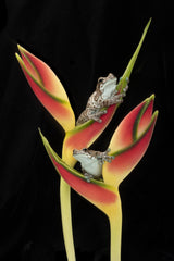 Amazon Milk Frogs on Tropical Stem Poster och Canvastavla