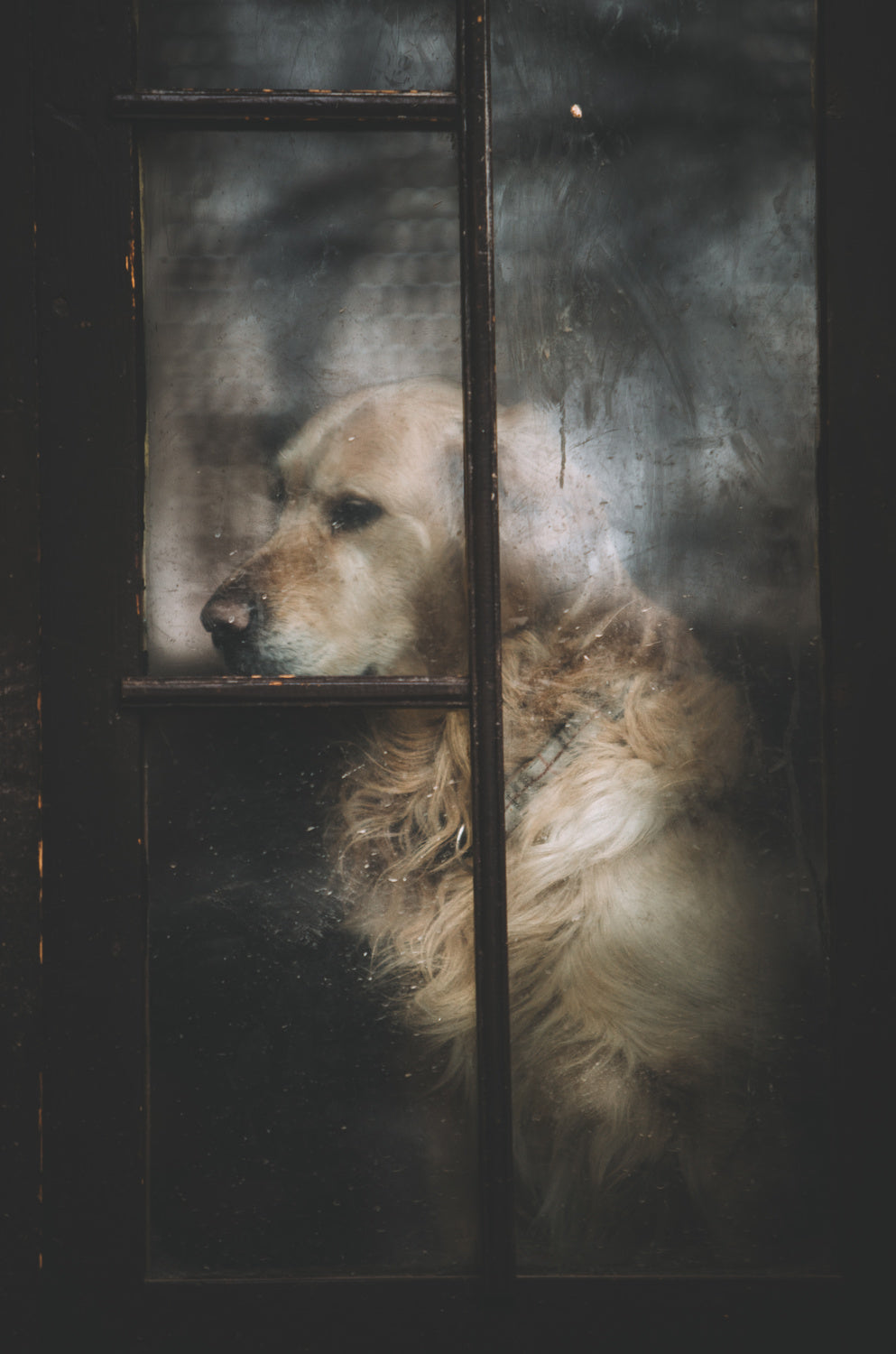 sadness Poster och Canvastavla