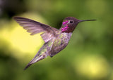 Anna's Hummingbird in Flight Poster och Canvastavla