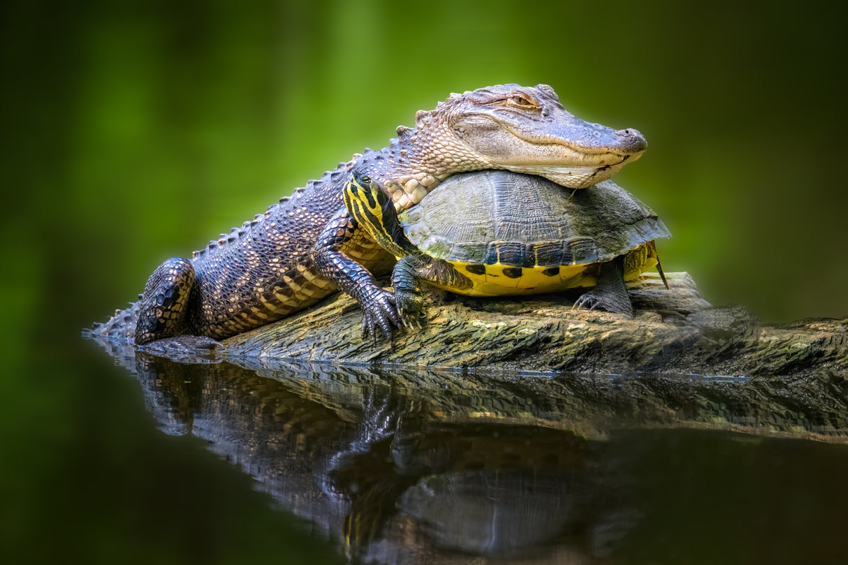Unlikely Friends Poster och Canvastavla