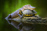 Unlikely Friends Poster och Canvastavla