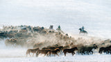 Fine Horses Poster och Canvastavla