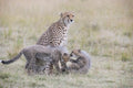 Playful Cubs Poster och Canvastavla