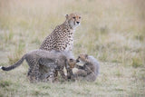 Playful Cubs Poster och Canvastavla