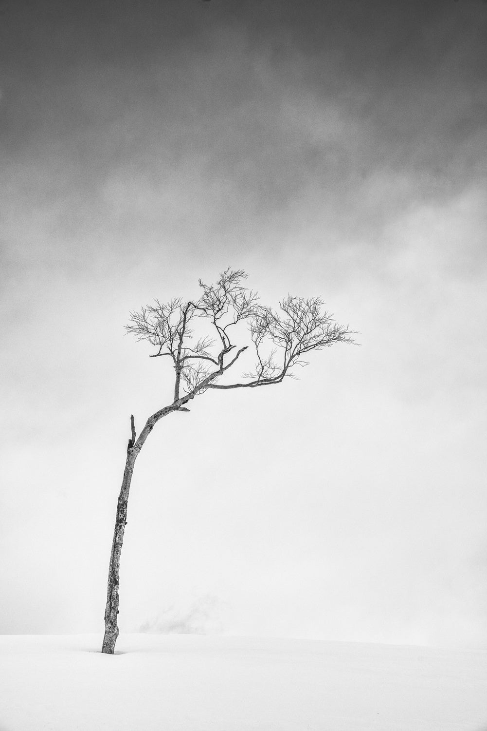 Hokkaido, Serie Tree, Study 1 Poster och Canvastavla