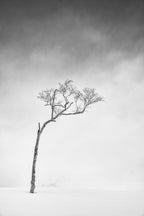 Hokkaido, Serie Tree, Study 1 Poster och Canvastavla