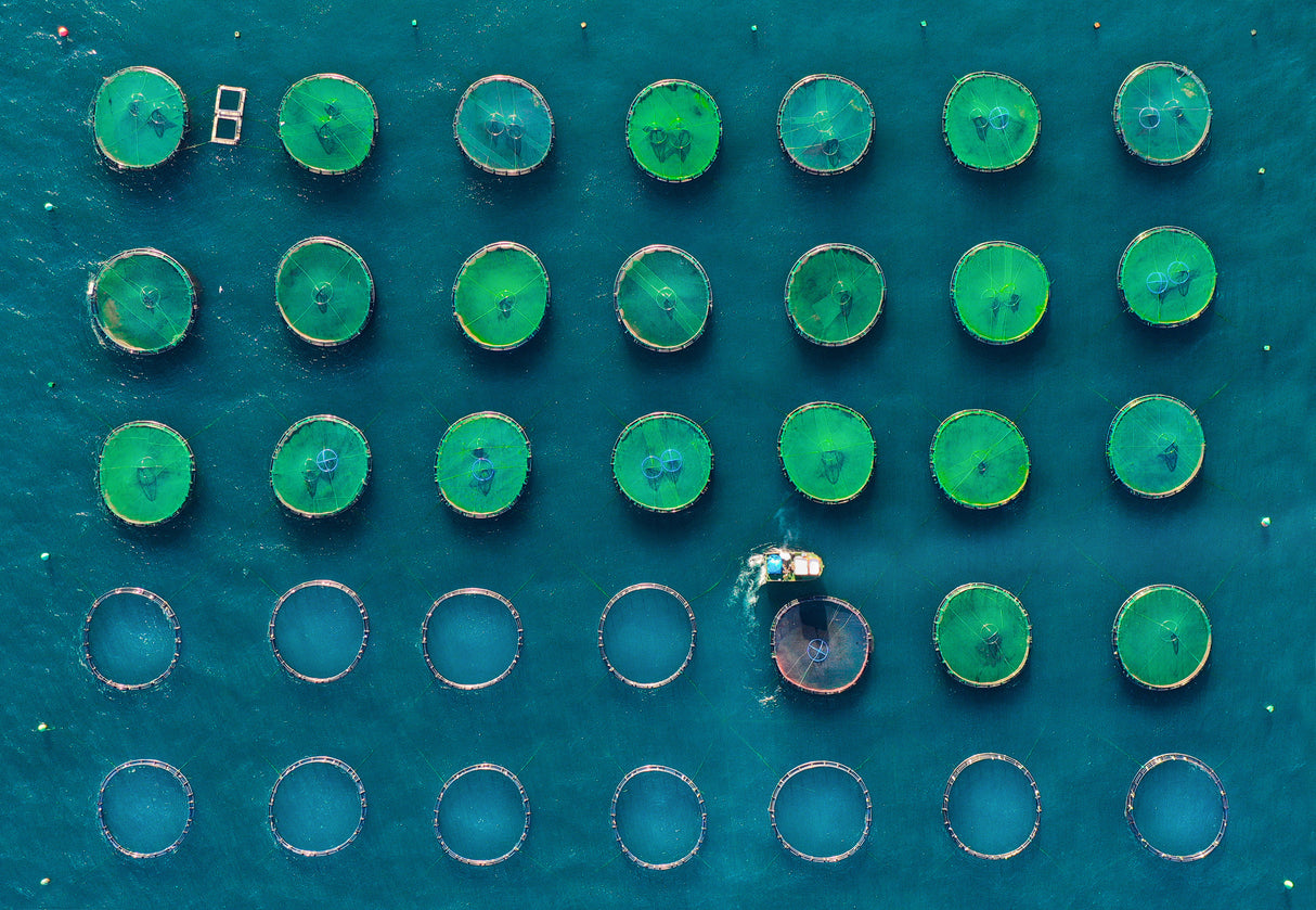 Fish Farm Poster och Canvastavla