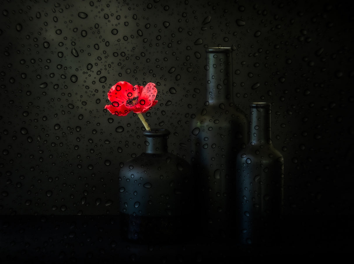 Rainy Day Poppy Poster och Canvastavla