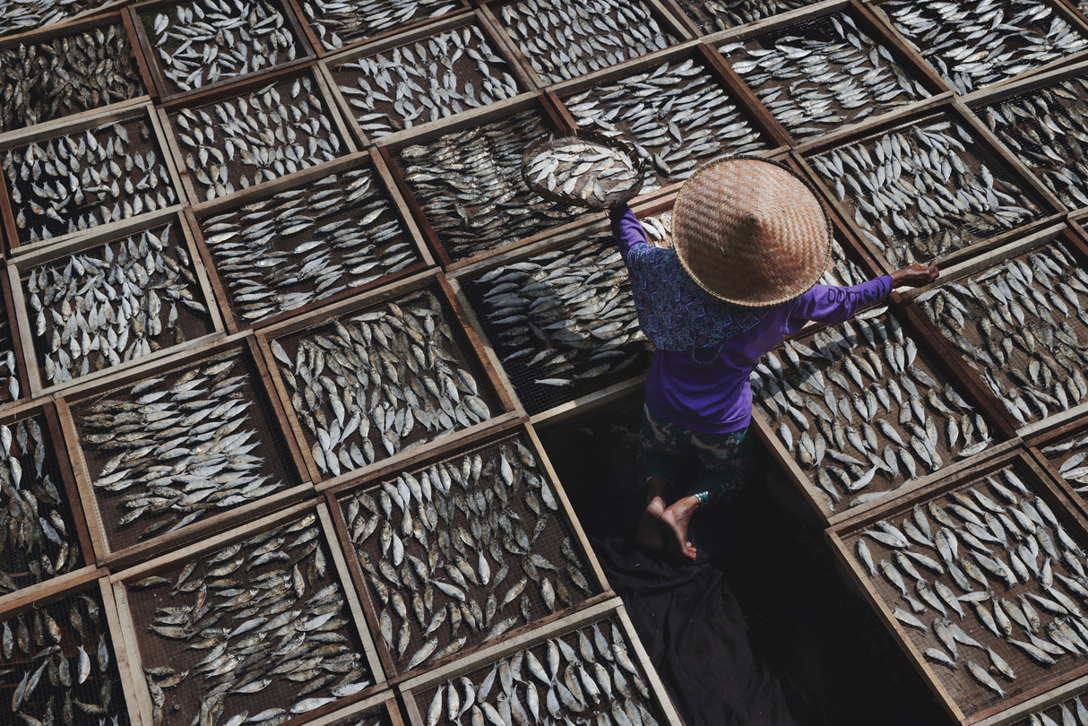 Drying Salted Fish Poster och Canvastavla