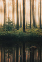 Reflection in the foggy forest Poster och Canvastavla